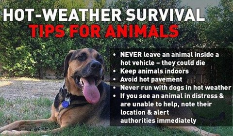 Hot weather survival