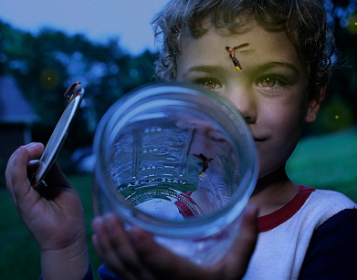 Boy catching fireflies in a jar